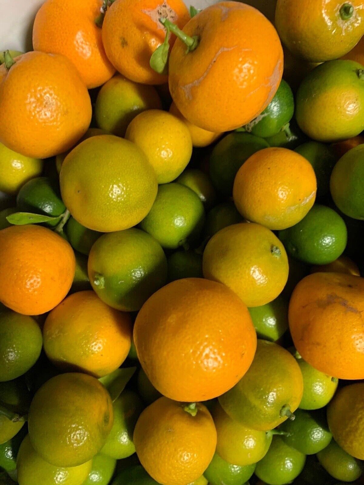 10Lbs Fresh Phillipines CALAMANSI/ CALAMONDIN/ Vietnamese Sour Kumquat Tắc chua