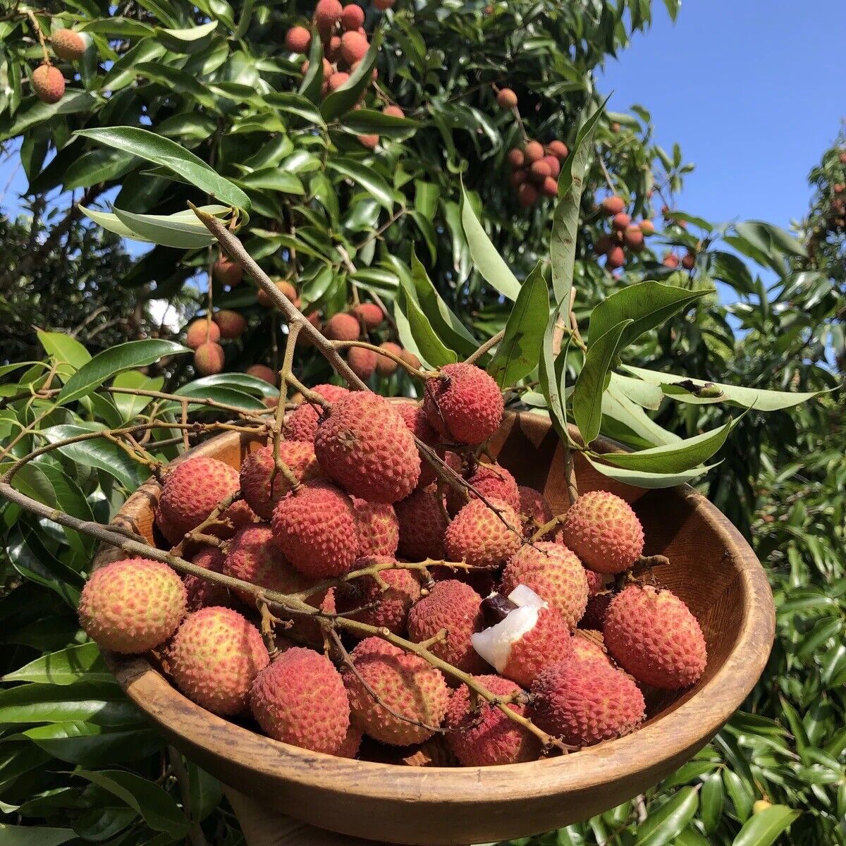 Lychee Mauritius top Potted Plant