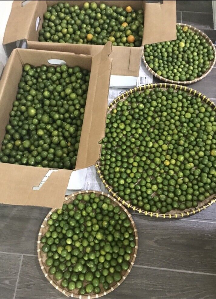 10Lbs Fresh Phillipines CALAMANSI/ CALAMONDIN/ Vietnamese Sour Kumquat Tắc chua