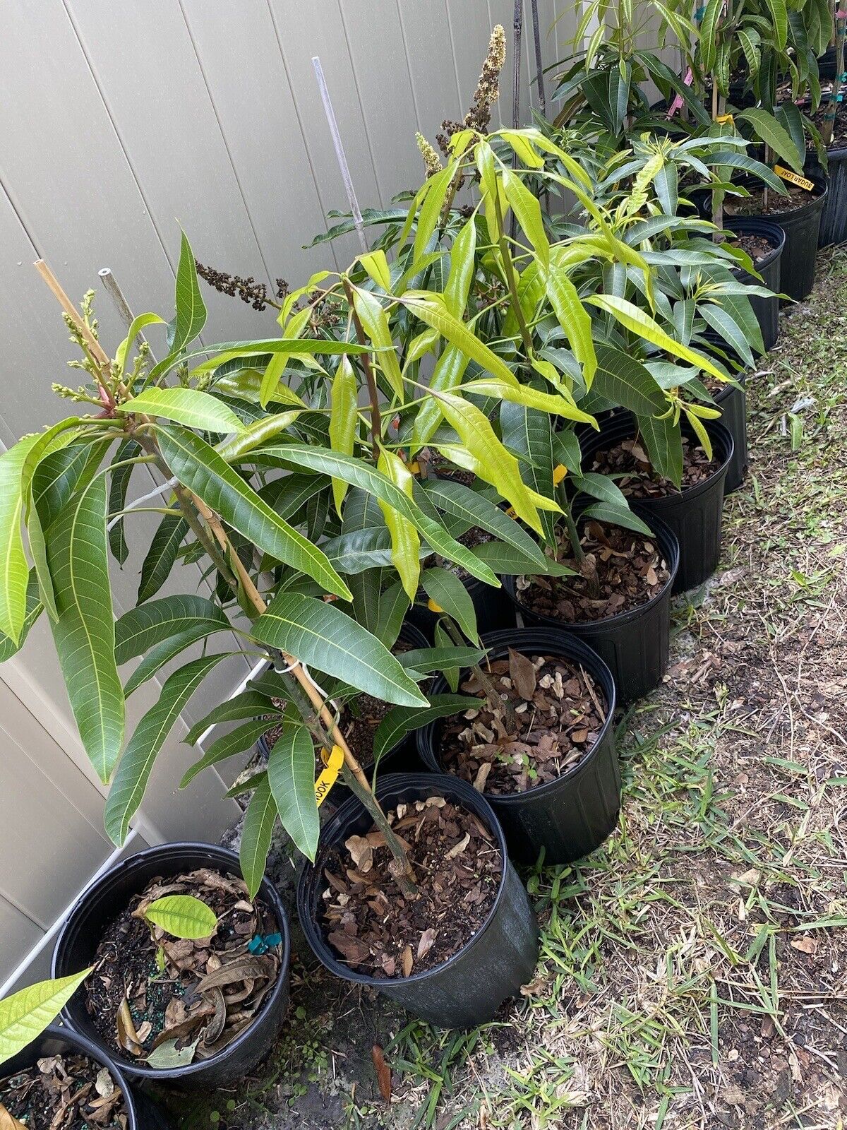 PINA COLADA Dwarf Mango Tree