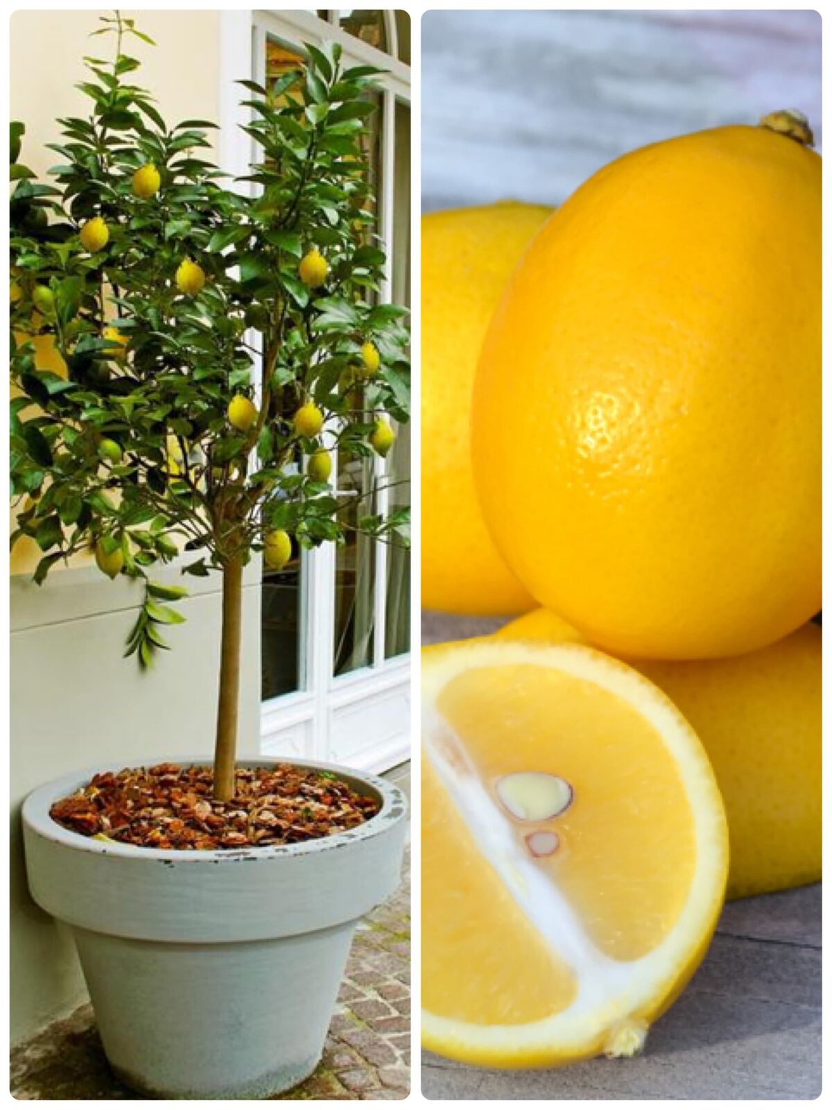 MEYER LEMON Tree