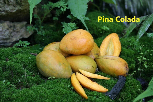 PINA COLADA Dwarf Mango Tree