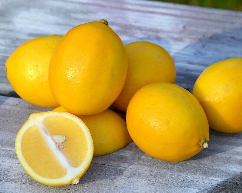 MEYER LEMON Tree