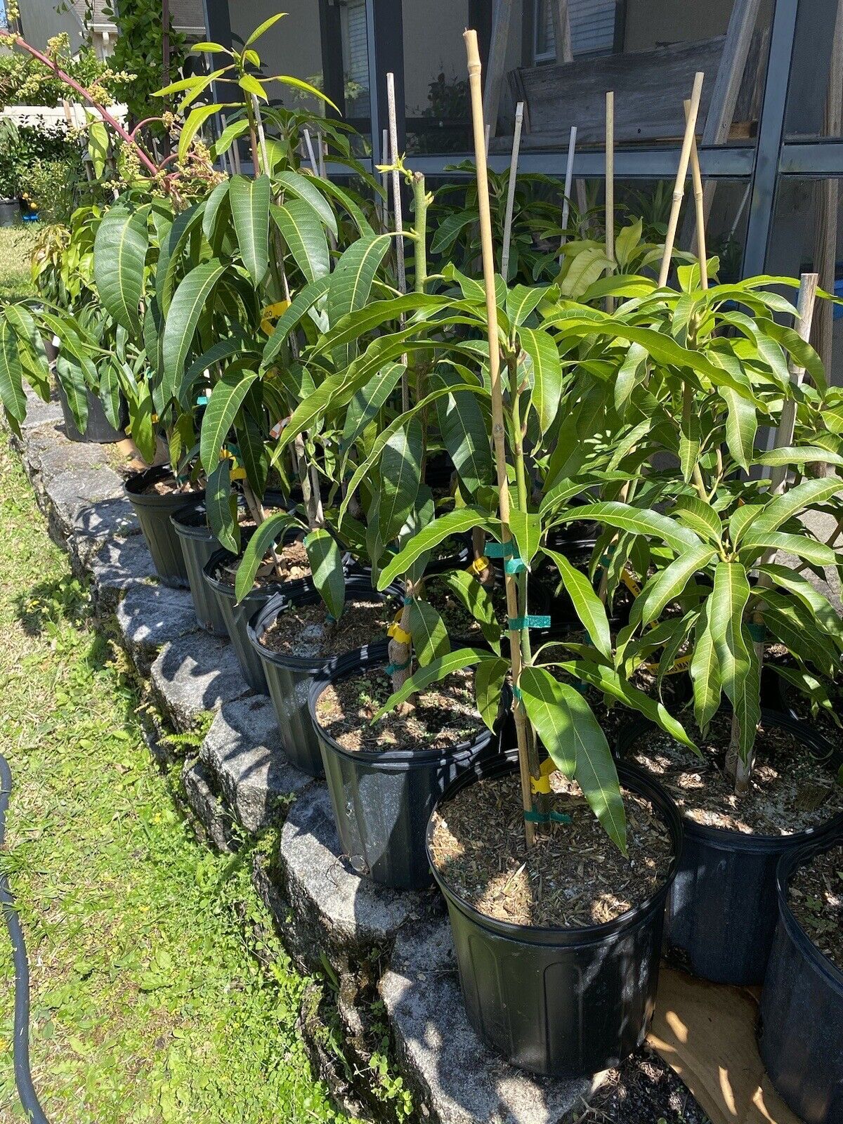 PINA COLADA Dwarf Mango Tree